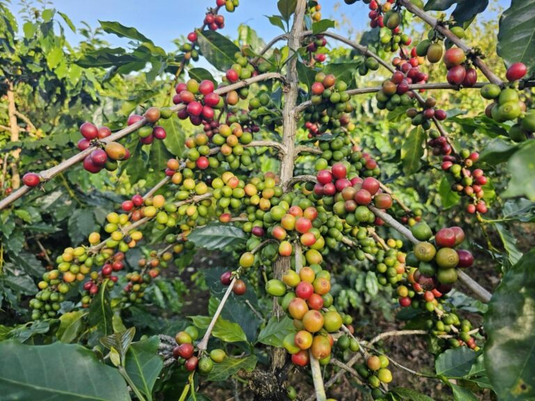 Cây Arabica mang quả với nhiều cấp độ chín trong cùng thời điểm.