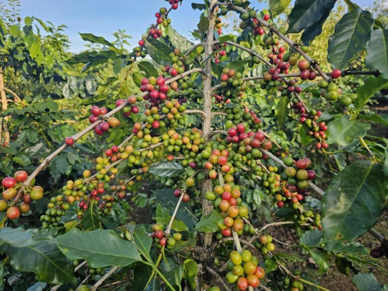 Toàn cảnh cây Arabica sai quả tại vùng trồng.
