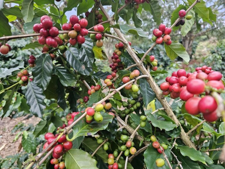 Chùm quả đỏ xen quả xanh/vàng - thể hiện rõ sự không đồng đều về độ chín.