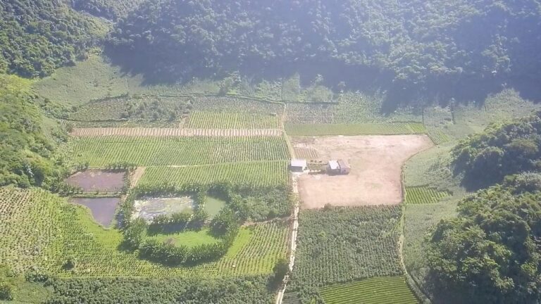 Toàn cảnh địa hình vùng trồng.