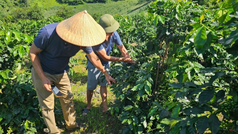Khảo sát thực tế vườn Arabica tại vùng nguyên liệu.
