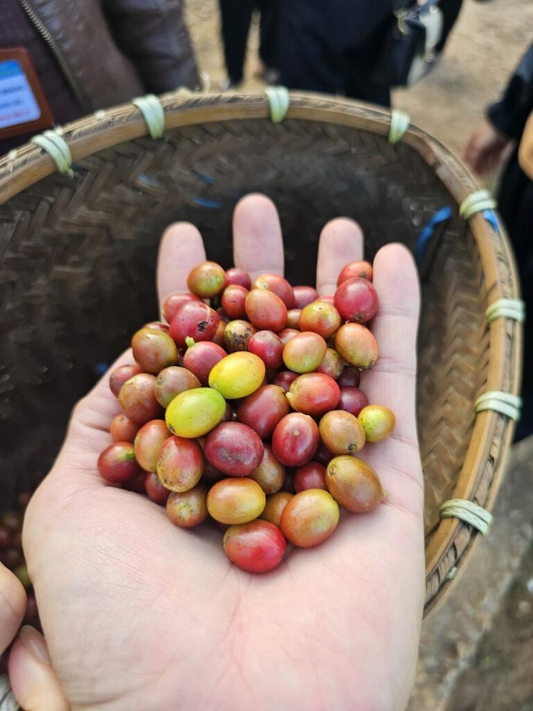 Mẫu quả thu hái thực tế gồm nhiều mức chín khác nhau - cơ sở để tiếp tục phân loại.