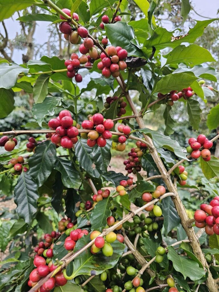 Quả Arabica đang ở nhiều cấp độ chín khác nhau trên cùng cây - ảnh thực tế.